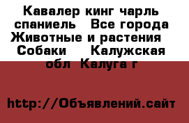 Кавалер кинг чарль спаниель - Все города Животные и растения » Собаки   . Калужская обл.,Калуга г.